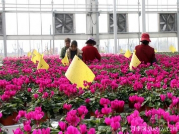 扬州高邮：每天发货30万株，花工厂绽放乡村振兴致富花