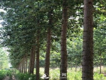 河南周口：培育出不飞絮的杨树新品种