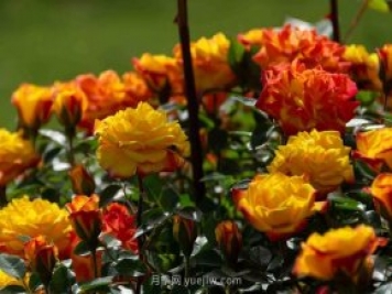 安阳市滑县森林公园月季花开放，赏花打卡正当时