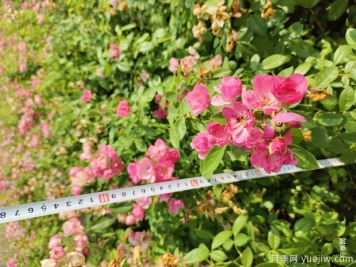 安吉拉月季盆栽苗，60厘米高基地发货