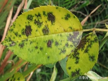 深秋天季节月季出现斑点的病害原因与防治