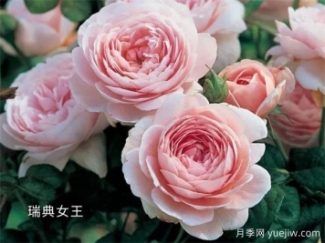 100种月季玫瑰品种图鉴大全，你认识有没有超过10个？
