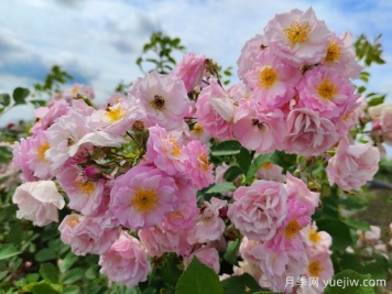 山木香和野蔷薇的辨识区别