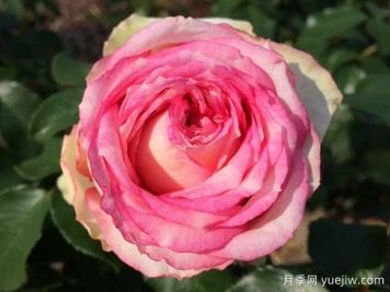 我的玫瑰月季/我的花