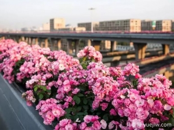 杭州高架月季实现定期开花，是如何进行花期调控的？