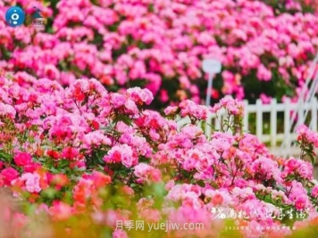 2024年第二届杭州市月季花展举办，赏500万株月季
