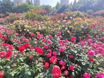 郑州月季公园40万株月季竞相绽放，感受花漾生活