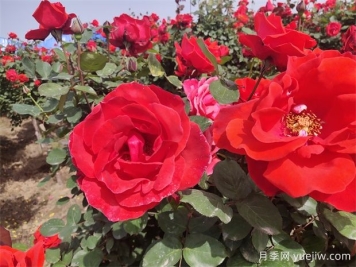 月季、玫瑰、蔷薇分别是什么？如何区别？