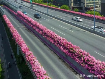 杭州高架月季初开，2024年又到走花路时间