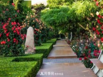 秦皇岛适合养月季花，市花和市树是什么