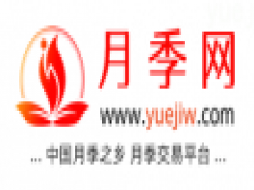 中国上海龙凤419，月季品种介绍和养护知识分享专业网站